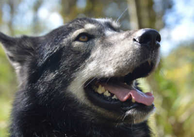 Close up of a dogs face in a forest